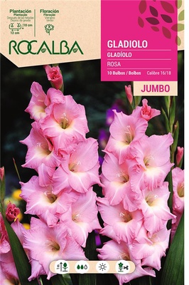 Bulbos Gladiolos Jumbo Rosa