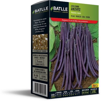 Semilla Judia Enana Violeta Amethyst