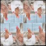 Servilletas de Papel Gallinas 33x33cm