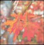 Servilletas de Papel Seta Venenosa / Hojas