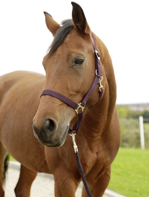Cabezada Caballo Nylon Berenjena Talla Pony 1