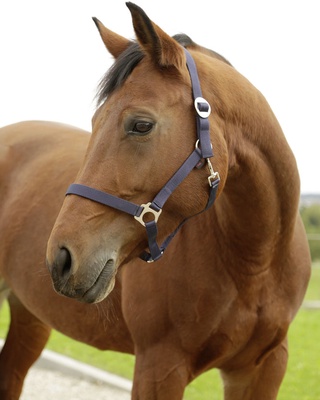 Cabezada Caballo Nylon Marino Talla Foal 00