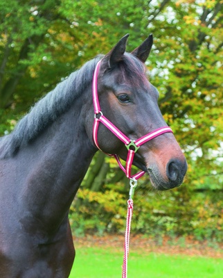 Cabezada Caballo Nylon Burdeos/Beige Talla Foal 00