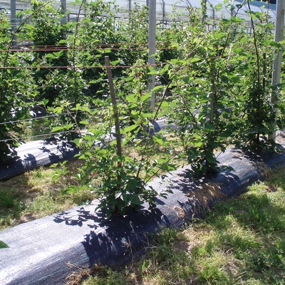 Malla Antihierba Verde 2x10