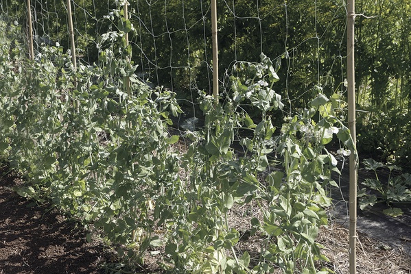 Malla Entutorar Biocompostable Trellinet 1,85x5 Metros