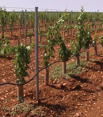 Tubo Protector Arboles Doble Capa 50 cm Pack 40 unidades 