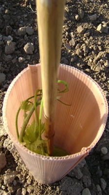 Tubo Protector Arboles Doble Capa 50 cm pack 400 unidades