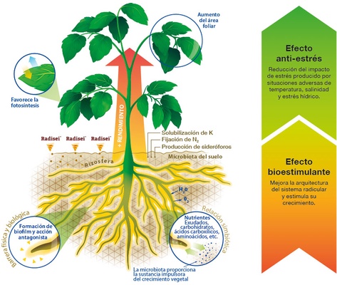 Enraizante Natural Radisei 1 Kg