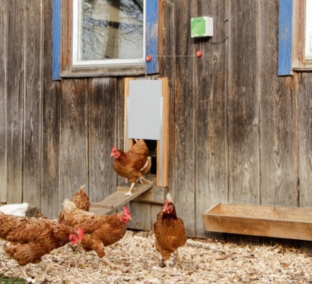 Programador para Puerta Automatica para Gallinas Kerbl