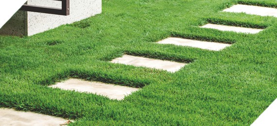 Semilla Cesped Formula Resistente 5 kg