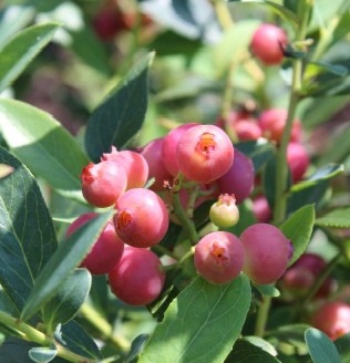 Planta Arandano Rosa Maceta 1 litro