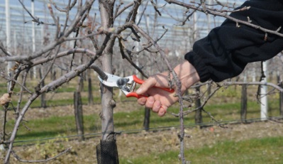 Estuche Tijeras de Poda Felco No 2 y Serrucho