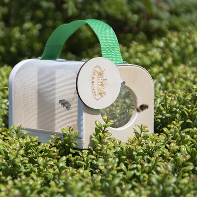 Caja de Madera Estudio Insectos 