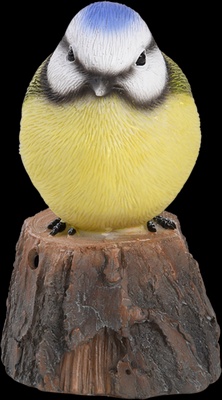 Pajaro de Bienvenida Cantarin