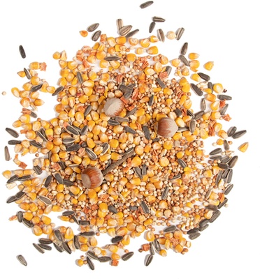 Comida para Ardillas