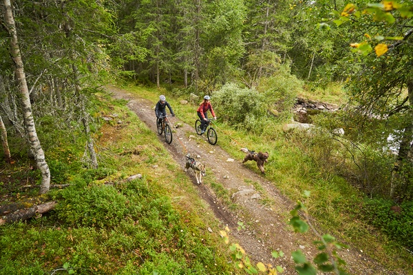 Antena Bicicleta Perros Bikejoring