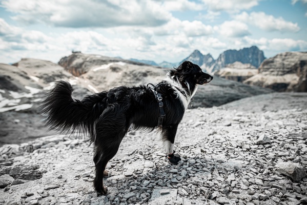 Bota Protector bootie