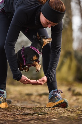 Arnes perros Non-stop Line harness 5.0 azul