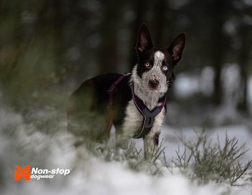 Arnes perros Non-stop Line harness 5.0 verde