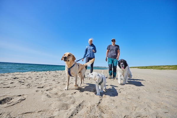 Arnes perros Non-stop Line harness 5.0 verde