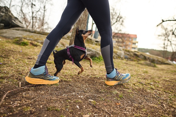 Arnes perro Line harness 5.0 naranja talla 7