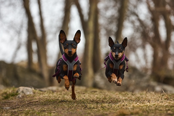 Arnes perro Line harness 5.0 naranja talla 7