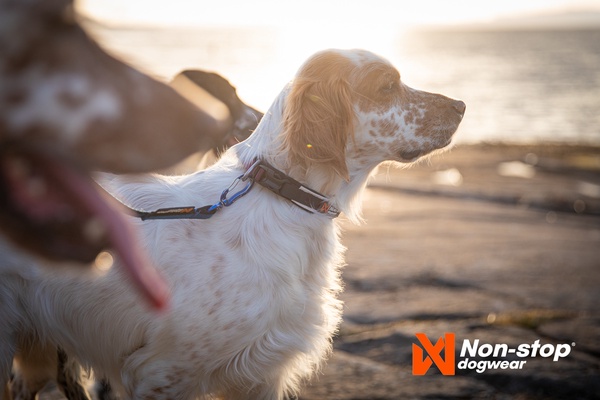 Collar perros Roam collar negro talla M
