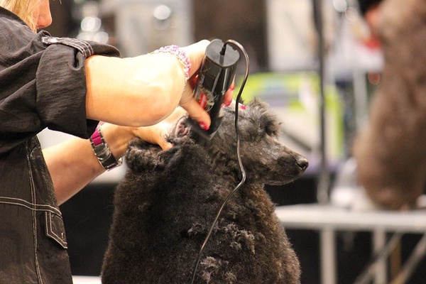 Maquina Cortapelos Heiniger Saphir 