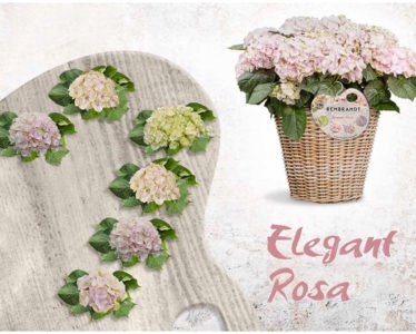 Planta Hortensia Rembrandt 5 Litros