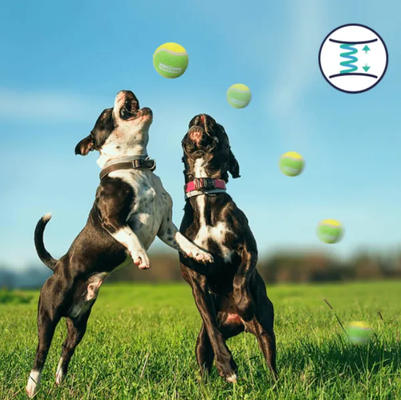 Juguete Pelota Tenis Elastica para Gatos