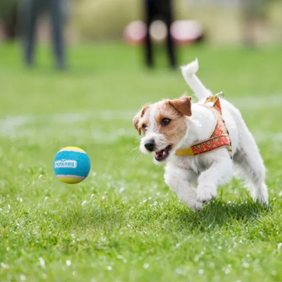 Juguete Pelota Tenis Elastica para Gatos