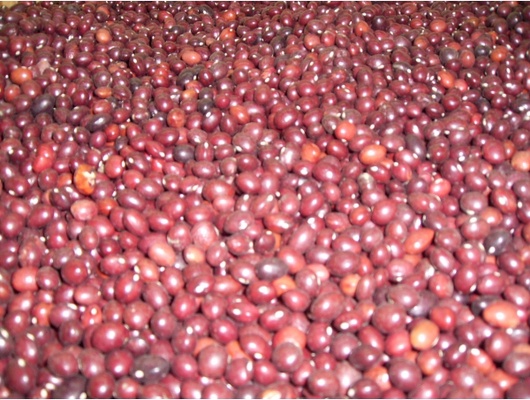 Faba Rosa 1Kg