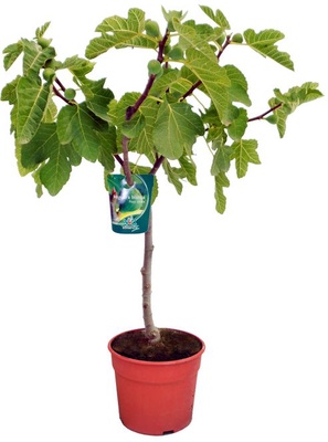 Higuera Maceta Miguelina