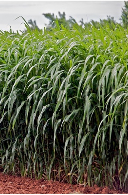 Semilla Pasto del Sudan Piper 5 Kg