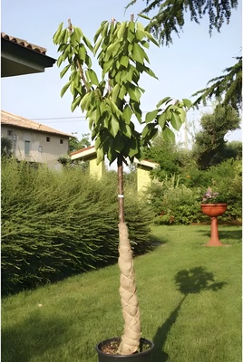 Manta de Yute para Plantas 1x5m