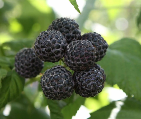 Planta Frambuesa Negra Maceta 1 Litro