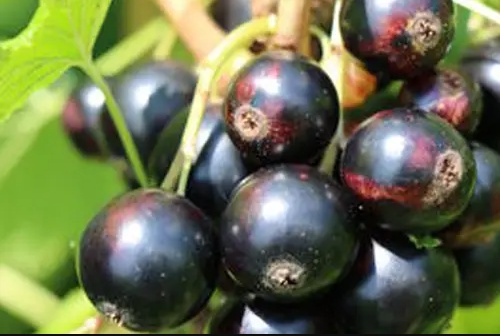 Planta Grosella Negra Dulce Maceta 1 Litro