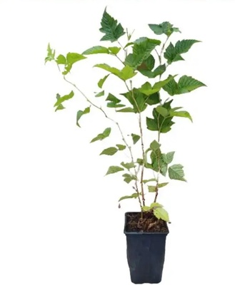 Planta Frambuesa Naranja Enana Maceta 1 Litro