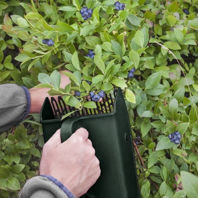 Recolector Bayas Plastico