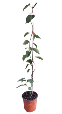 Planta Kiwi�o Weiki Macho 2L