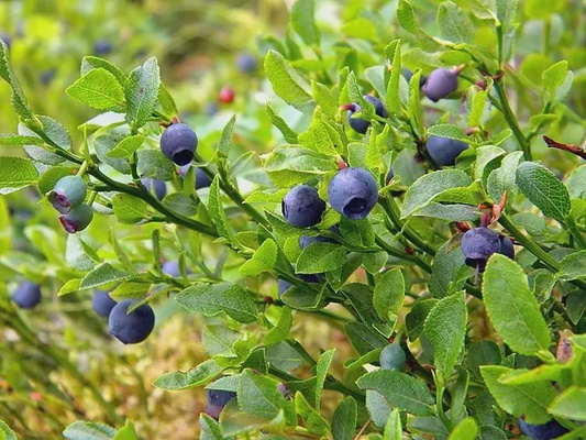 Planta Arandano P9 Silvestre